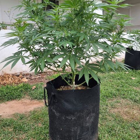 White Widow CBD (Outdoors) growlog timeline photo