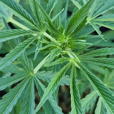 White Widow CBD (Outdoors) growlog timeline photo