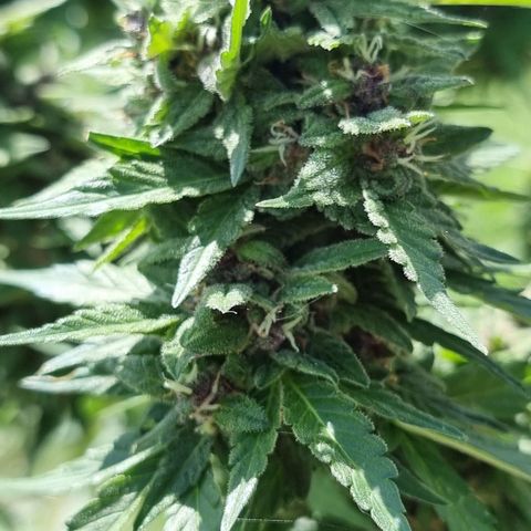White Widow CBD (Outdoors) growlog timeline photo