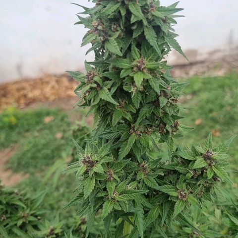 White Widow CBD (Outdoors) growlog timeline photo
