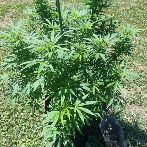 White Widow CBD (Outdoors) growlog timeline photo