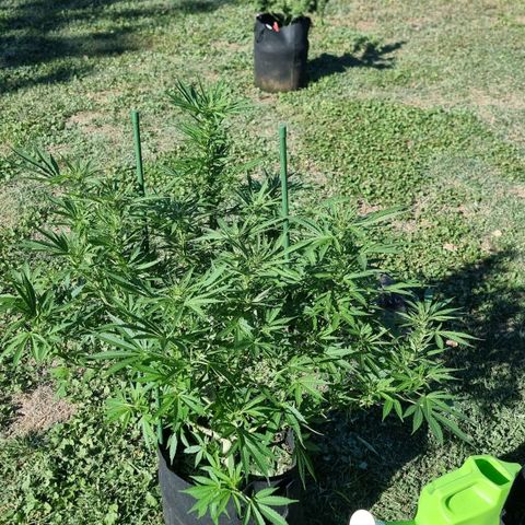 White Widow CBD (Outdoors) growlog timeline photo