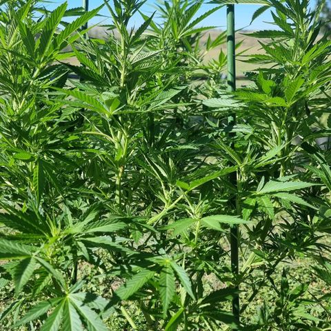 White Widow CBD (Outdoors) growlog timeline photo