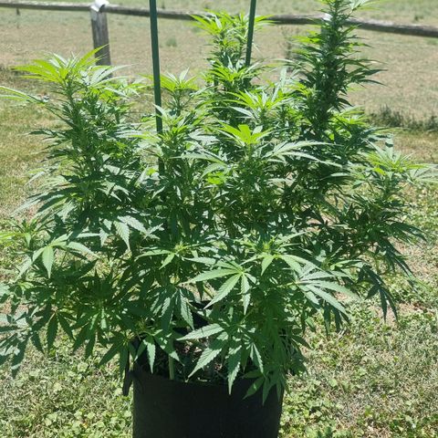 White Widow CBD (Outdoors) growlog timeline photo