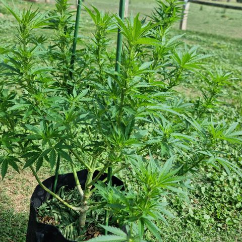 White Widow CBD (Outdoors) growlog timeline photo