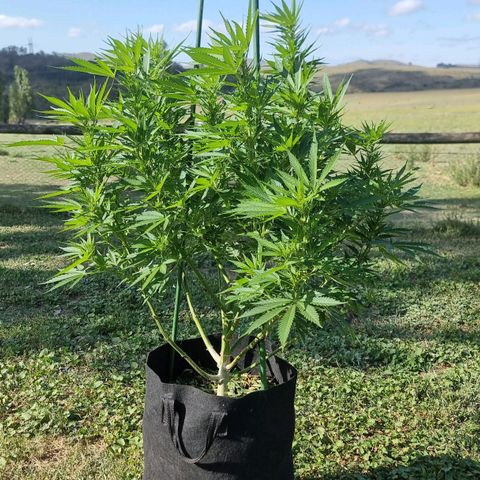 White Widow CBD (Outdoors) growlog timeline photo