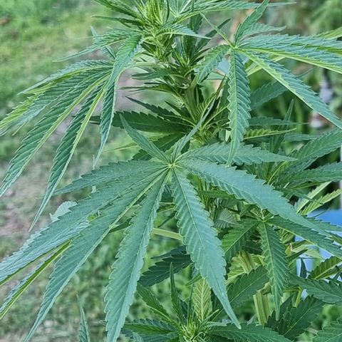 White Widow CBD (Outdoors) growlog timeline photo