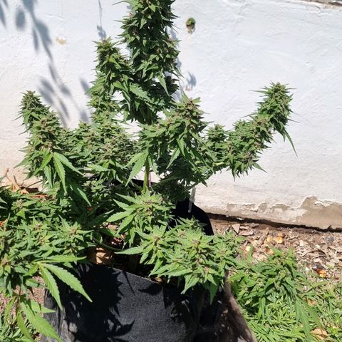White Widow CBD (Outdoors) growlog timeline photo