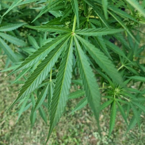 White Widow CBD (Outdoors) growlog timeline photo