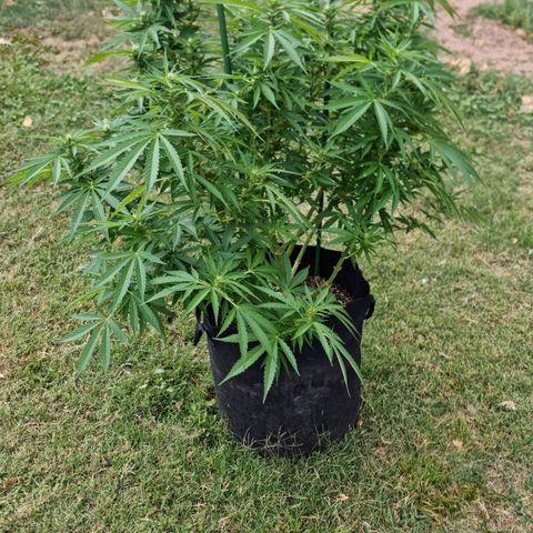 White Widow CBD (Outdoors) growlog timeline photo