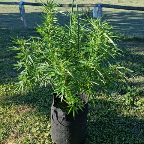 White Widow CBD (Outdoors) growlog timeline photo
