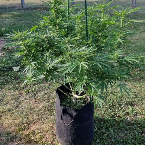 White Widow CBD (Outdoors) growlog timeline photo