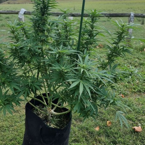 White Widow CBD (Outdoors) growlog timeline photo