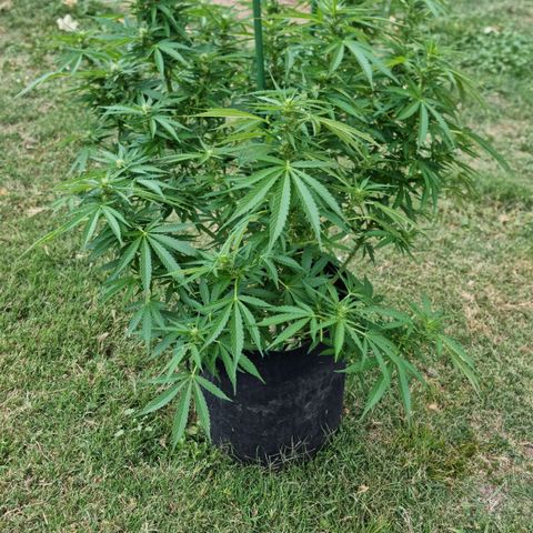 White Widow CBD (Outdoors) growlog timeline photo