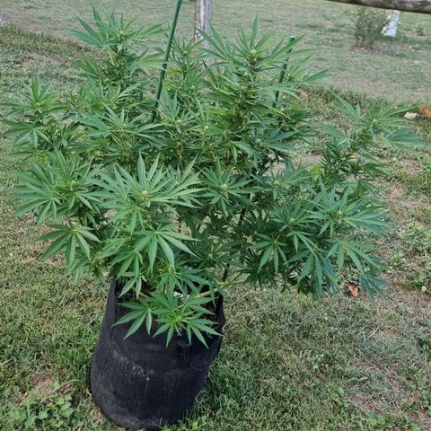 White Widow CBD (Outdoors) growlog timeline photo