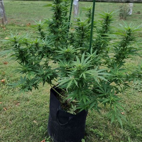 White Widow CBD (Outdoors) growlog timeline photo