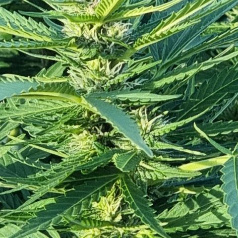 White Widow CBD (Outdoors) growlog timeline photo