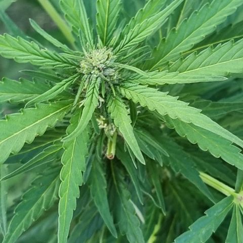 White Widow CBD (Outdoors) growlog timeline photo
