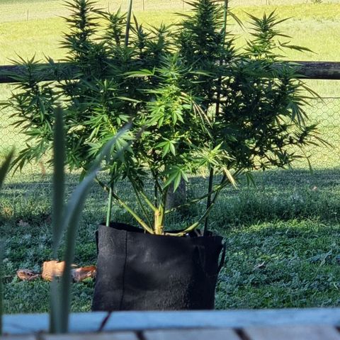White Widow CBD (Outdoors) growlog timeline photo