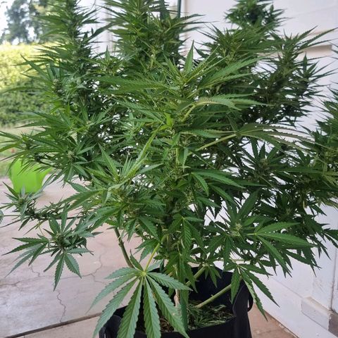 White Widow CBD (Outdoors) growlog timeline photo