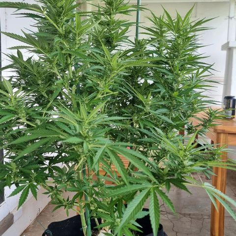 White Widow CBD (Outdoors) growlog timeline photo