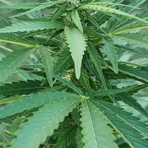 White Widow CBD (Outdoors) growlog timeline photo