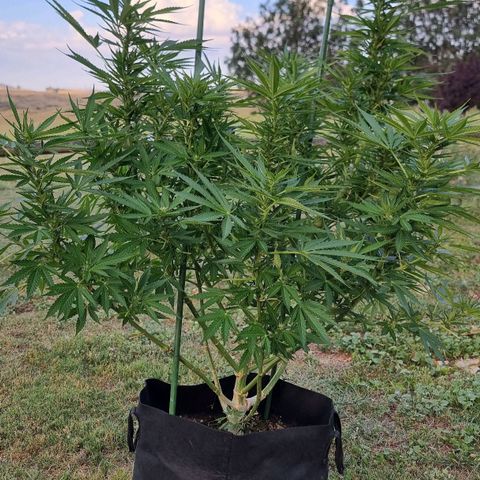 White Widow CBD (Outdoors) growlog timeline photo