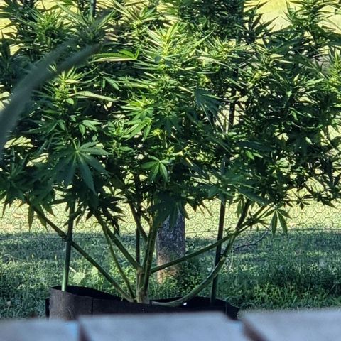 White Widow CBD (Outdoors) growlog timeline photo