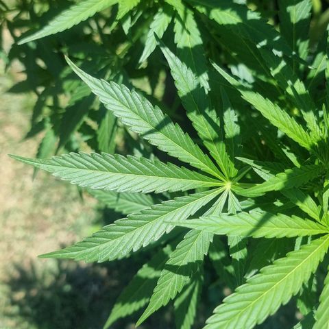 White Widow CBD (Outdoors) growlog timeline photo