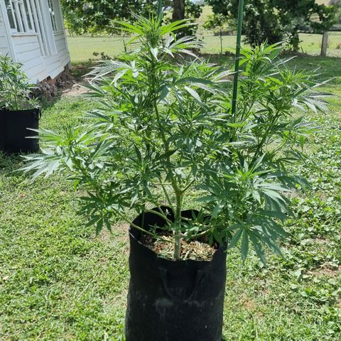 White Widow CBD (Outdoors) growlog timeline photo