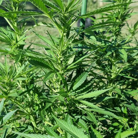 White Widow CBD (Outdoors) growlog timeline photo