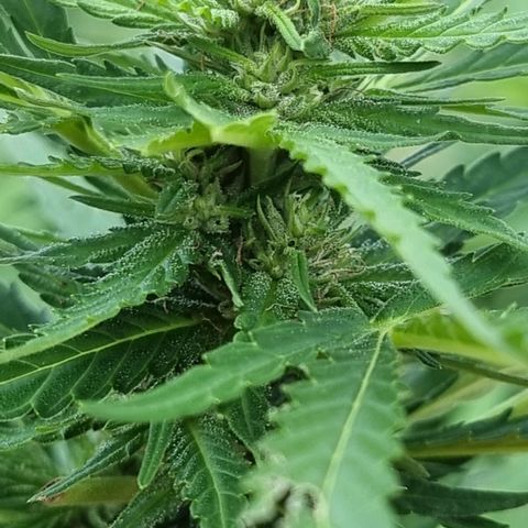 White Widow CBD (Outdoors) growlog timeline photo