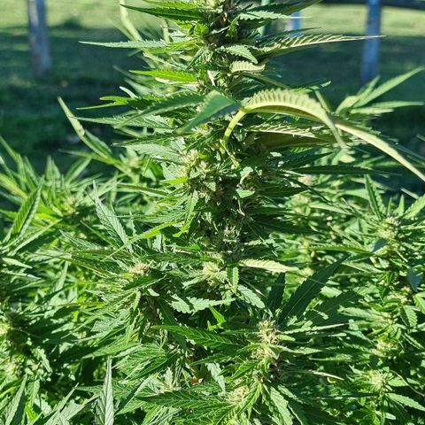 White Widow CBD (Outdoors) growlog timeline photo