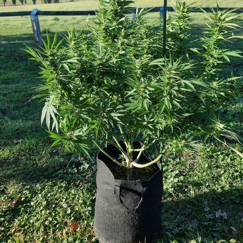 White Widow CBD (Outdoors) growlog timeline photo