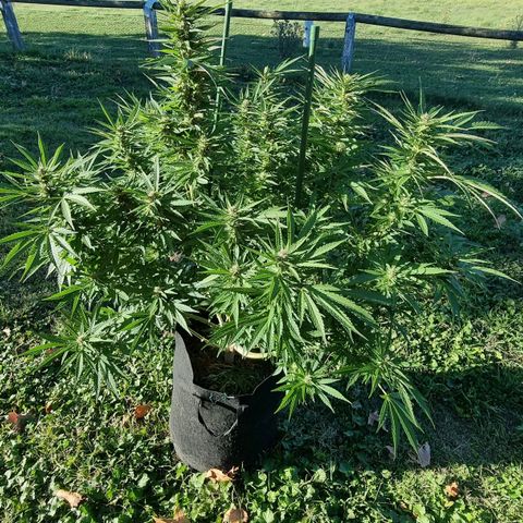 White Widow CBD (Outdoors) growlog timeline photo