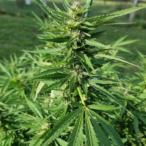 White Widow CBD (Outdoors) growlog timeline photo