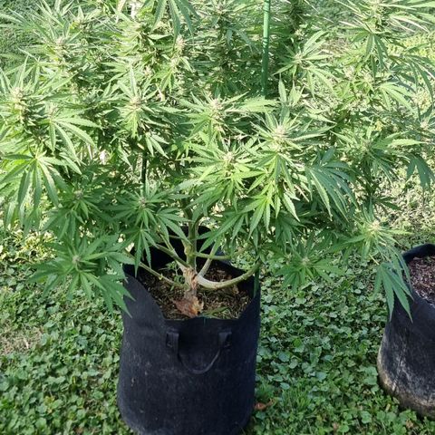 White Widow CBD (Outdoors) growlog timeline photo