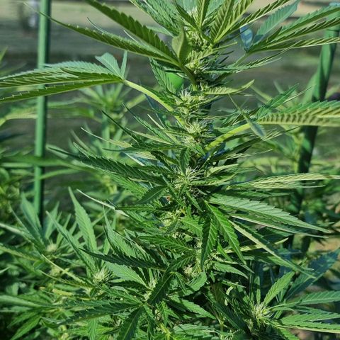 White Widow CBD (Outdoors) growlog timeline photo