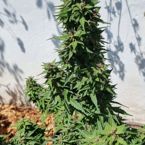 White Widow CBD (Outdoors) growlog timeline photo