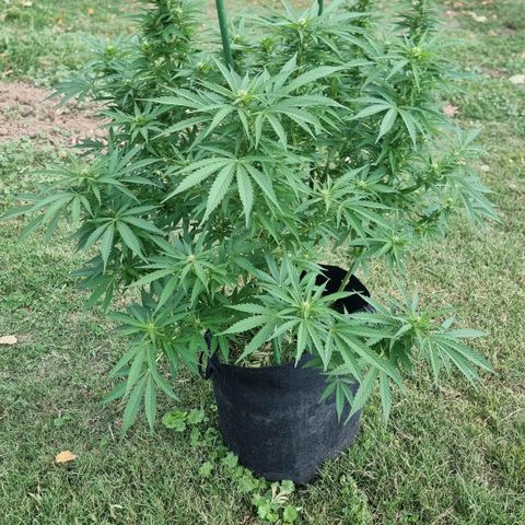 White Widow CBD (Outdoors) growlog timeline photo