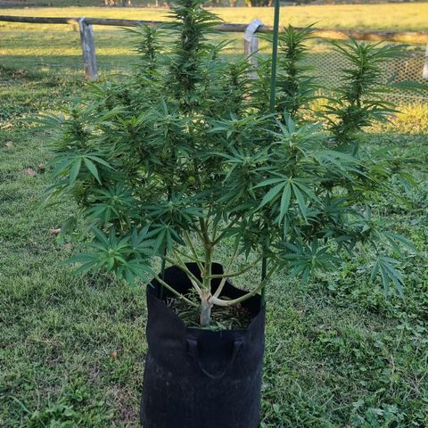 White Widow CBD (Outdoors) growlog timeline photo