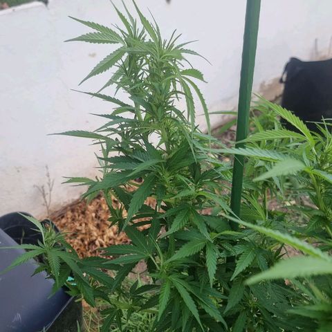 White Widow CBD (Outdoors) growlog timeline photo