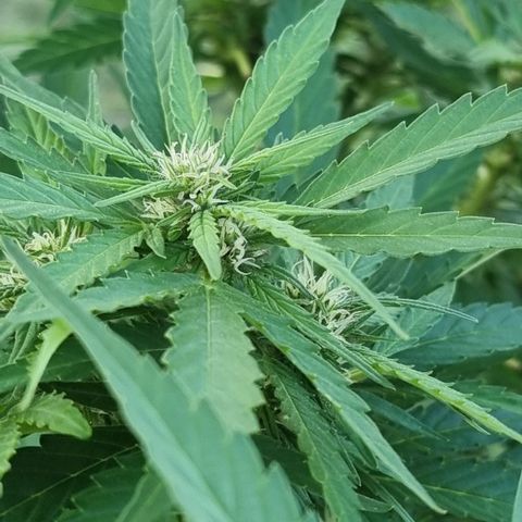 White Widow CBD (Outdoors) growlog timeline photo