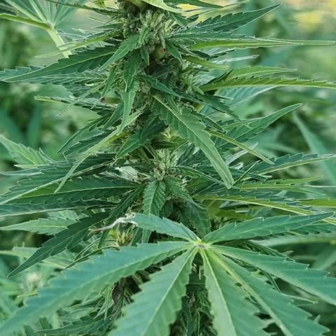 White Widow CBD (Outdoors) growlog timeline photo