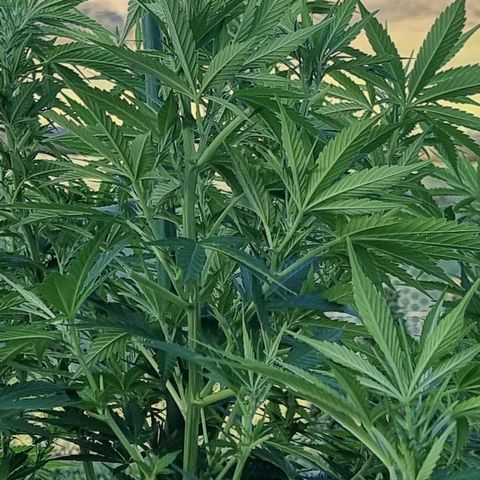 White Widow CBD (Outdoors) growlog timeline photo