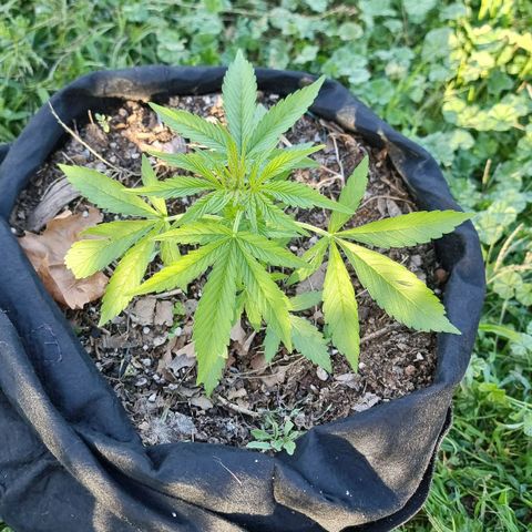 White Widow CBD (Outdoors) growlog timeline photo