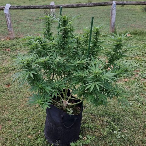 White Widow CBD (Outdoors) growlog timeline photo