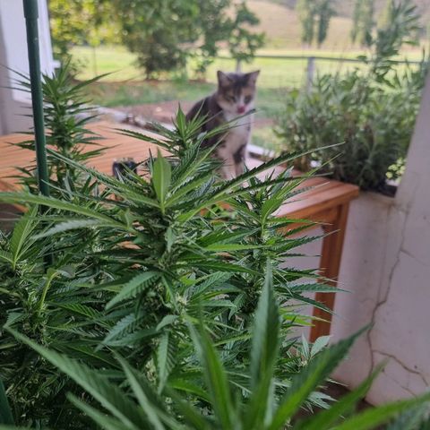 White Widow CBD (Outdoors) growlog timeline photo