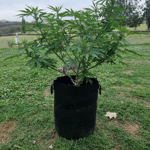 White Widow CBD (Outdoors) growlog timeline photo