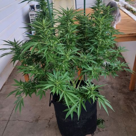 White Widow CBD (Outdoors) growlog timeline photo